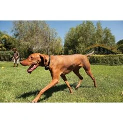 PetSafe Stay & Play Compact Wireless Dog & Cat Fence -PetSafe Shop Sale 66989 PT6. AC SS1800 V1481235124