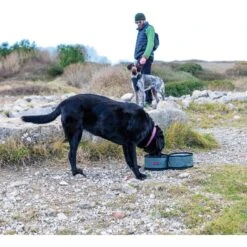 KONG Fold-Up Double Dog Bowl -PetSafe Shop Sale 721518 PT5. AC SS1800 V1671031277