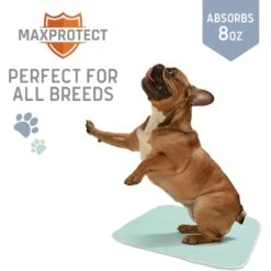 Chew + Heal Max Protect Pawformance Reusable Dog Pee Pads, 34x 36-in -PetSafe Shop Sale 722758 PT5. AC SS1800 V1670969417