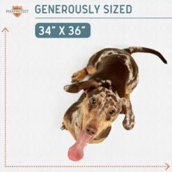 Chew + Heal Max Protect Reusable Dog Pee Pads -PetSafe Shop Sale 722814 PT4. AC SS1800 V1671035324