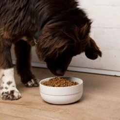 Waggo Cling Non-Skid Silicone Bottom Dog & Cat Bowl -PetSafe Shop Sale 731438 PT3. AC SS1800 V1698346581