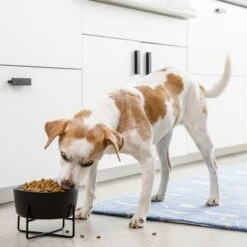 Waggo Simple Solid Iron Dog & Cat Bowl Stand -PetSafe Shop Sale 731462 PT3. AC SS1800 V1698346639