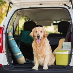 Max & Marlow Go Gear Portable Waterproof Roll-Up Cat & Dog Bed Mat -PetSafe Shop Sale 741934 PT2. AC SS1800 V1674069800