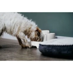 Cat Mate Plastic Dog & Cat Fountain, 67.6-oz -PetSafe Shop Sale 75264 PT6. AC SS1800 V1663713387