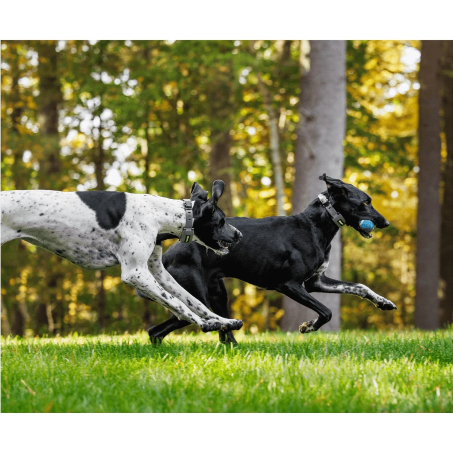 SpotOn Fence Verizon GPS Dog Fence 9 SpotOn Fence Verizon GPS Dog Fence - Image 9