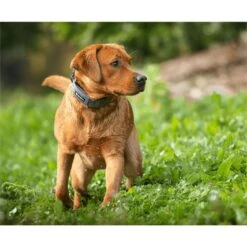 SpotOn Fence AT&T GPS Dog Fence -PetSafe Shop Sale 757606 PT2. AC SS1800 V1674670752