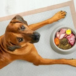 Chew + Heal Max Protect Ultra Absorbent Dog Potty Pads, 30 X 36-in -PetSafe Shop Sale 804806 PT5. AC SS1800 V1679000607