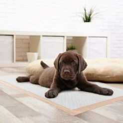 Chew + Heal Max Protect Ultra Absorbent Dog Potty Pads, 30 X 36-in -PetSafe Shop Sale 804806 PT7. AC SS1800 V1678999817