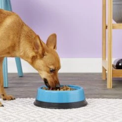 JW Pet Skid Stop Basic Non-Skid Plastic Dog & Cat Bowl, Color Varies -PetSafe Shop Sale 83913 PT8. AC SS1800 V1542654245