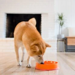 Outward Hound Fun Feeder Interactive Dog Bowl, Orange -PetSafe Shop Sale 85929 PT5. AC SS1800 V1694286712