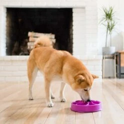 Outward Hound Fun Feeder Interactive Dog Bowl, Purple -PetSafe Shop Sale 85933 PT5. AC SS1800 V1694439726
