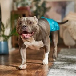 Frisco Washable Female Dog Diaper -PetSafe Shop Sale 862830 PT3. AC SS1800 V1698950173