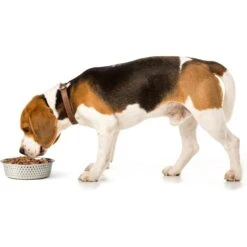 PetRageous Designs Crete Hammered Stainless Steel Dog & Cat Bowl -PetSafe Shop Sale 902294 PT2. AC SS1800 V1689889711