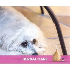 Gou Gou Pets Calming Essential Oil Blend & Diffuser Set For Anxiety Dog & Cat Spray, 15-ml Bottle 17 Gou Gou Pets Calming Essential Oil Blend & Diffuser Set For Anxiety Dog & Cat Spray, 15-ml Bottle -PetSafe Shop Sale 918086 PT8. AC SS1800 V1694443049