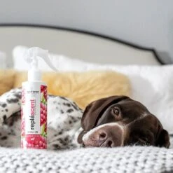 Isle Of Dogs Red Berries + Champagne Replascent Odor Deodorizing Spray -PetSafe Shop Sale 92319 PT3. AC SS1800 V1646869284